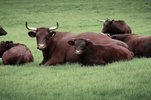 Brown cows with horns at rest sitting in a green field